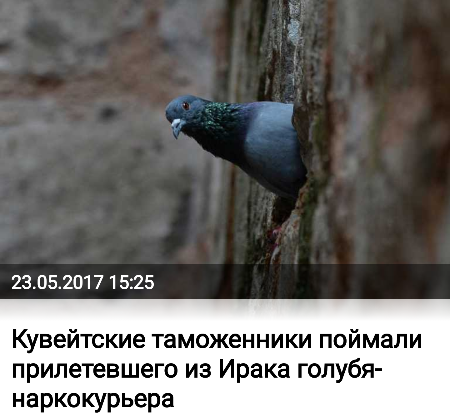 Eh, the kid after all went to success! - Риа Новости, Pigeon