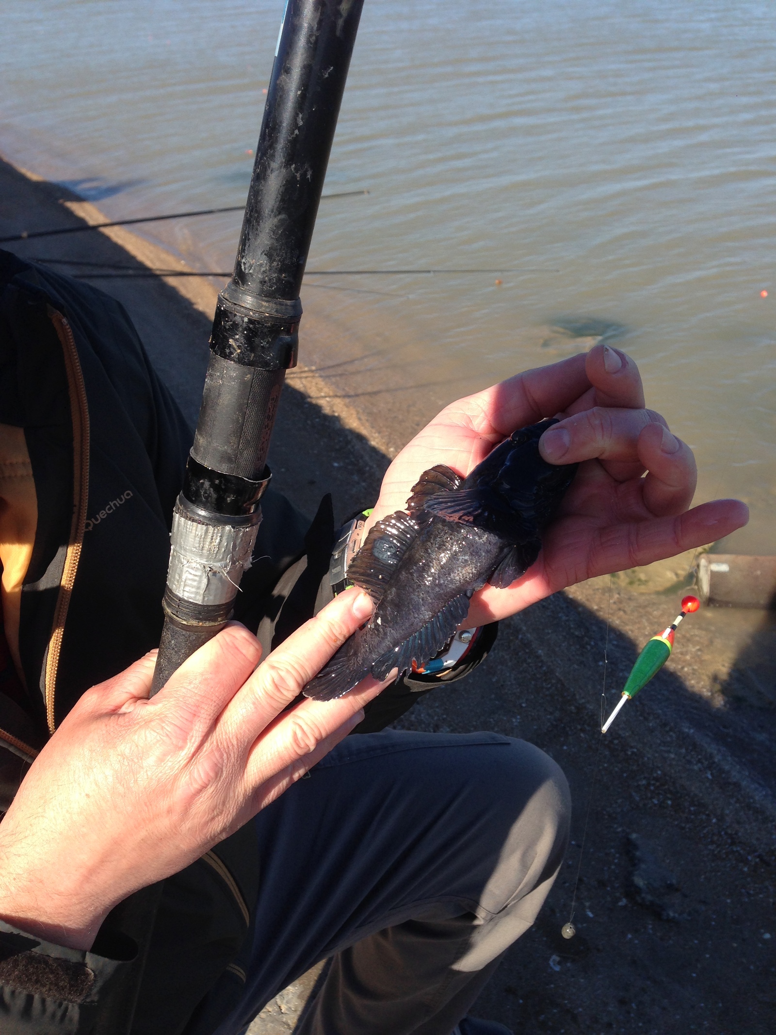 Catching the Azov goby - My, Fishing, Goby, Spring Fishing, Fishing rod, Spinning, Longpost