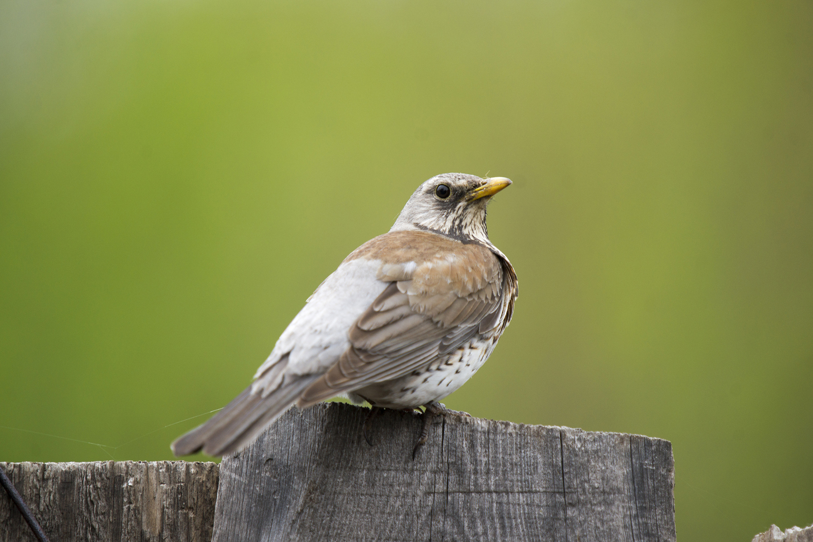 Fieldfare thrush and other birds of the Usaevo village. - My, Photo hunting, wildlife, Bird watching, Longpost