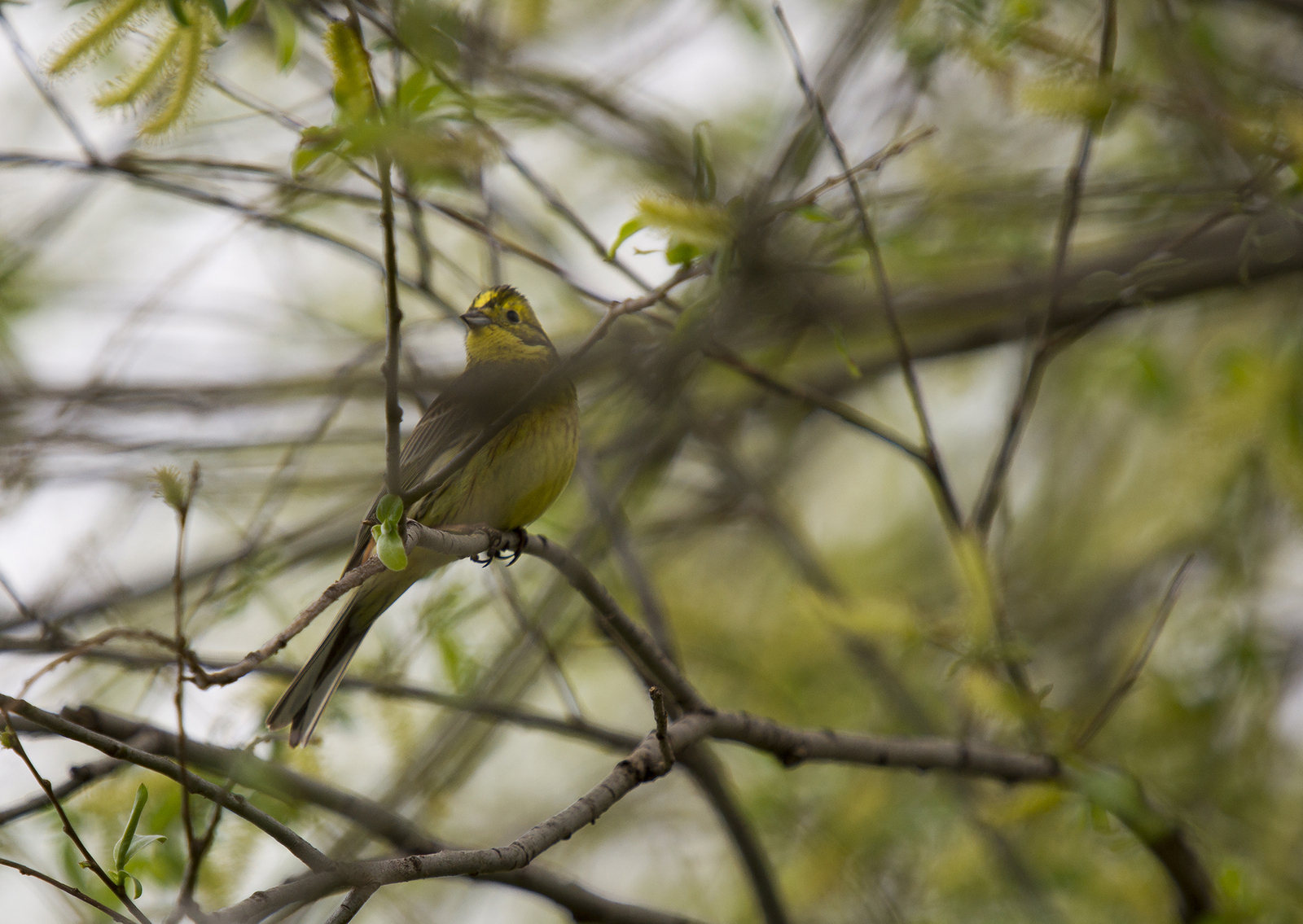 Fieldfare thrush and other birds of the Usaevo village. - My, Photo hunting, wildlife, Bird watching, Longpost