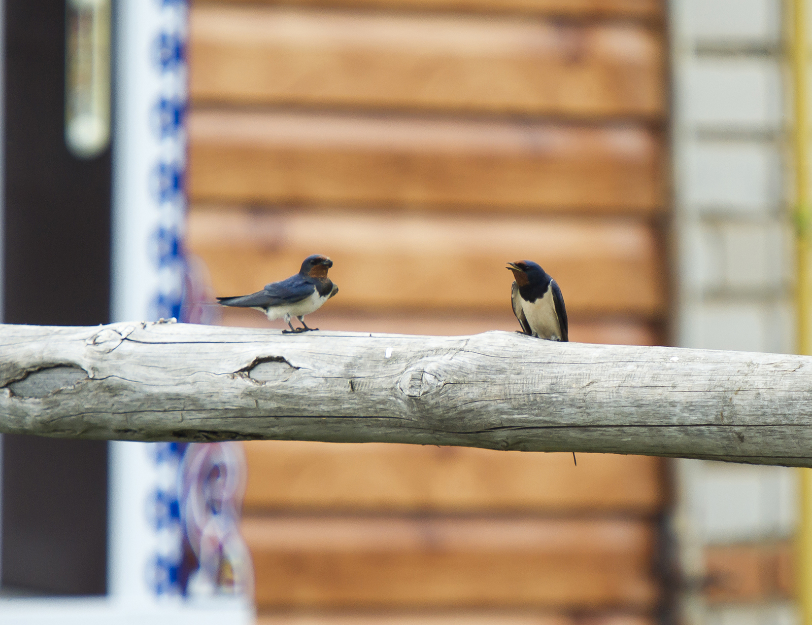 Fieldfare thrush and other birds of the Usaevo village. - My, Photo hunting, wildlife, Bird watching, Longpost