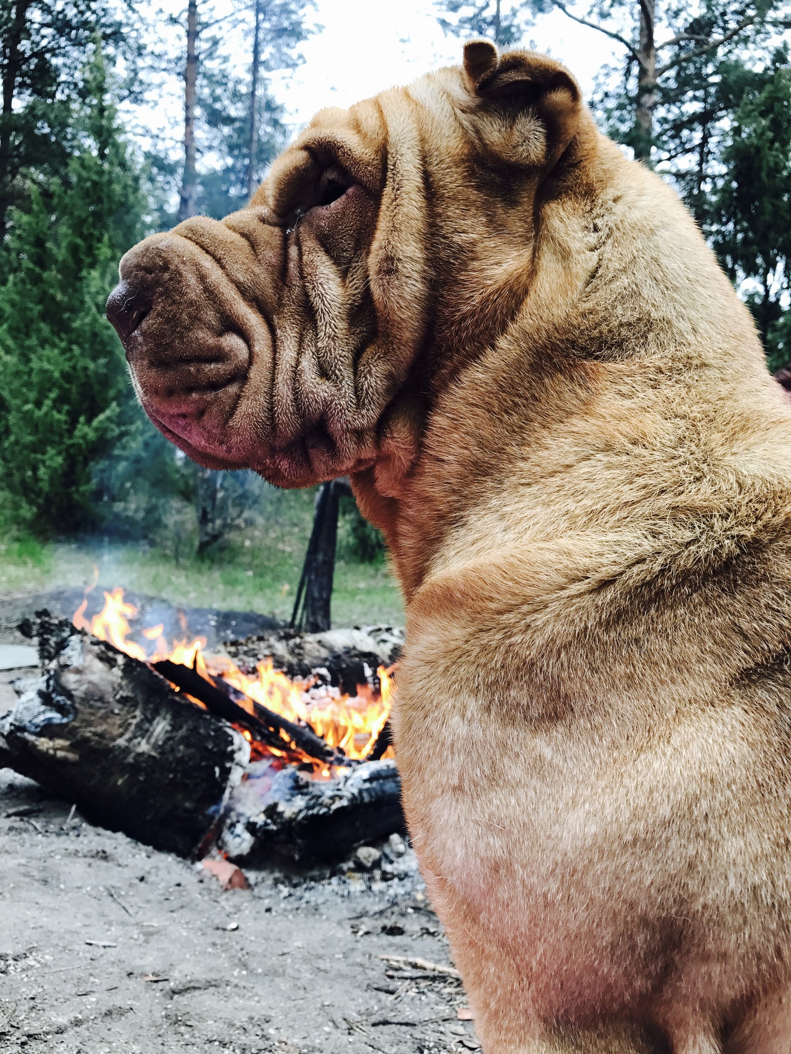 These quiet evenings in the woods by the fire - My, Dog, Shar Pei, Forest, Bonfire, Longpost, My