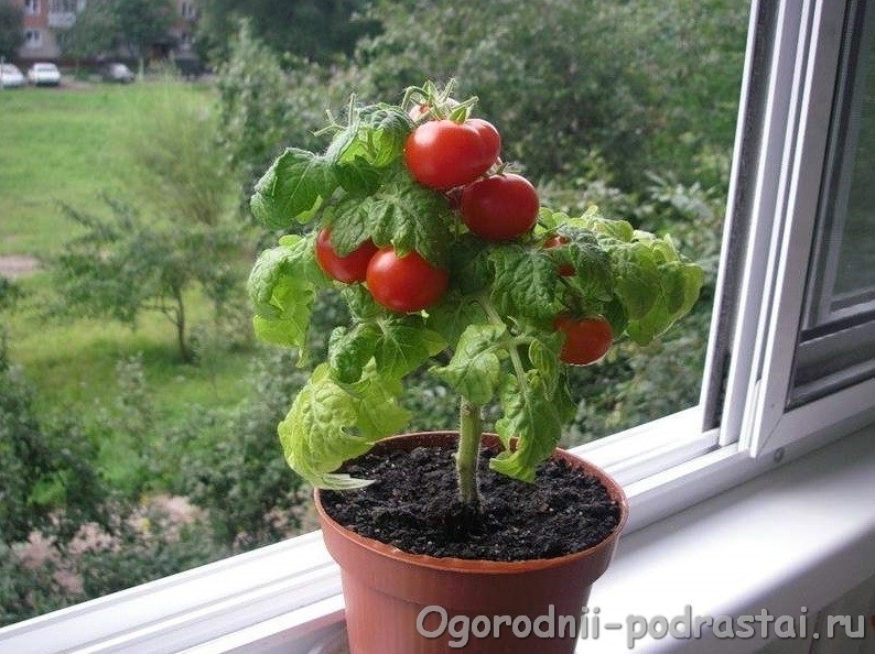 Как вырастить помидоры на подоконнике | Пикабу