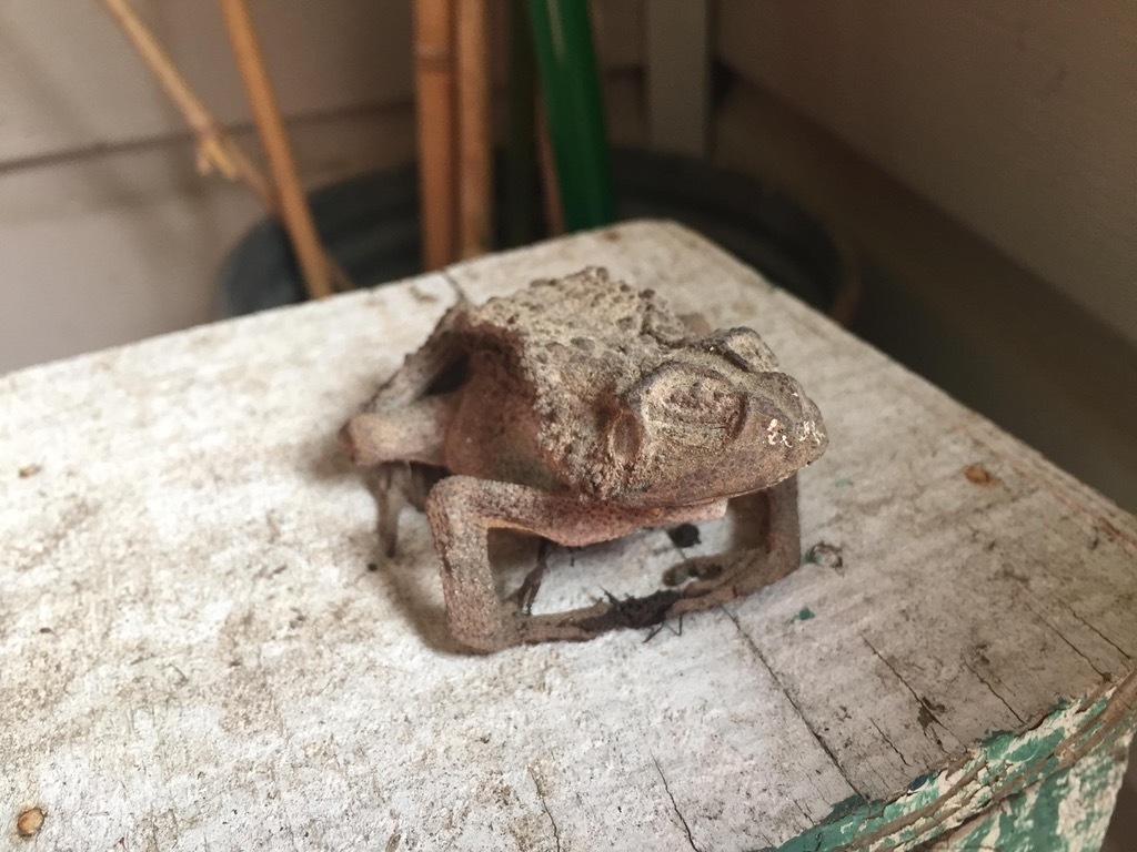 My mom found this toad in one of the buckets on the porch. - The photo, Toad, Mummy