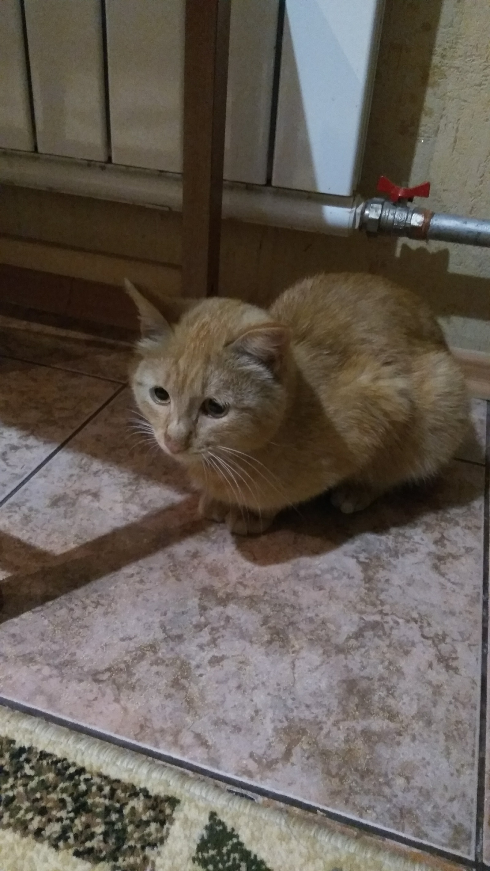 Found a cat - My, cat, Lost, Omsk, In good hands, Help