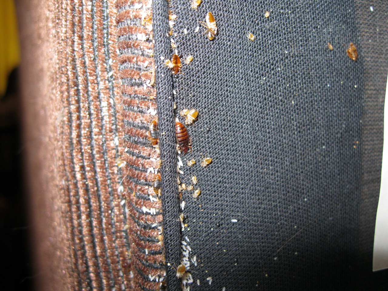 my scary nights - My, Bedbugs, Insects, Longpost, My, Attack, Stranger