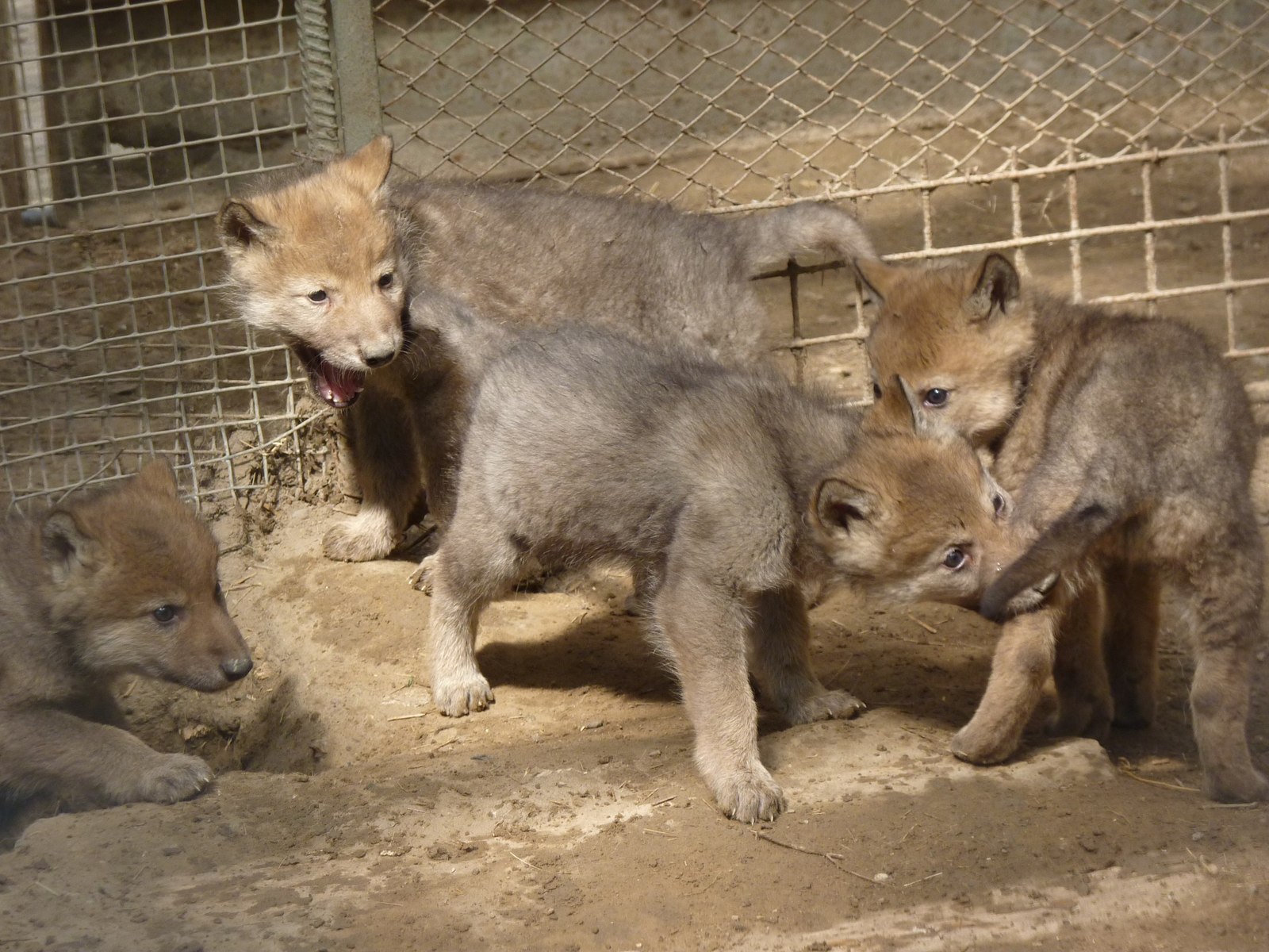 Continuation of the story about the Omsk Zoo - Omsk, Cubs, Bolsherechensky Zoo, Longpost