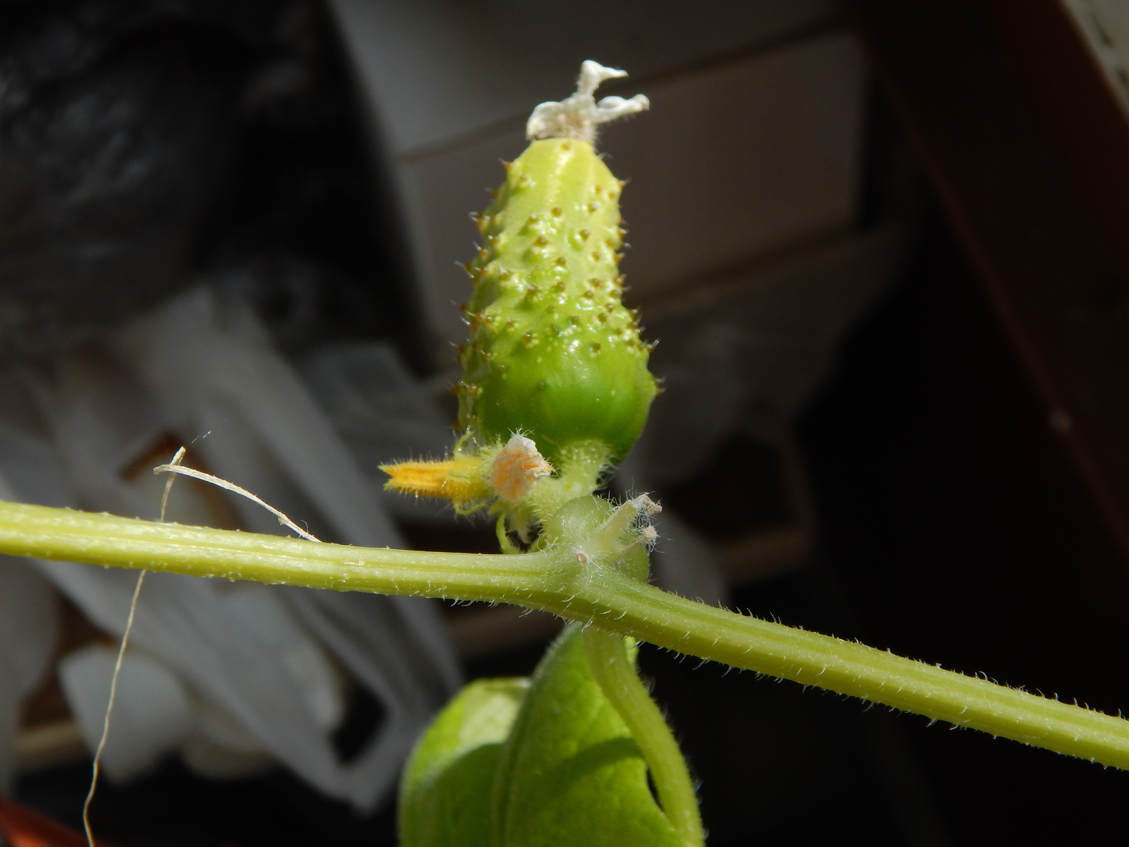 We grow at home - My, Cucumbers, Balcony, Greenery, Pimples