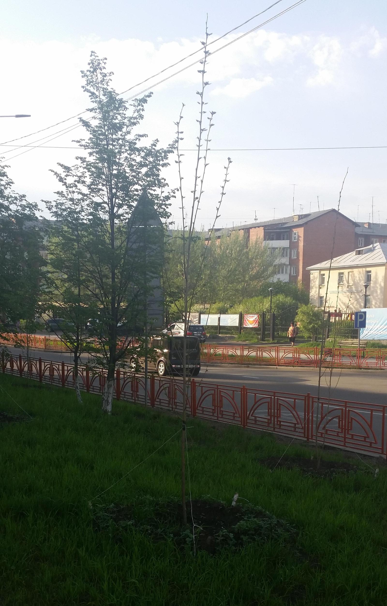 In continuation of Let's plant trees at -10 and fill them with water? - Irkutsk, Tree, Oddities, Beautification, Longpost