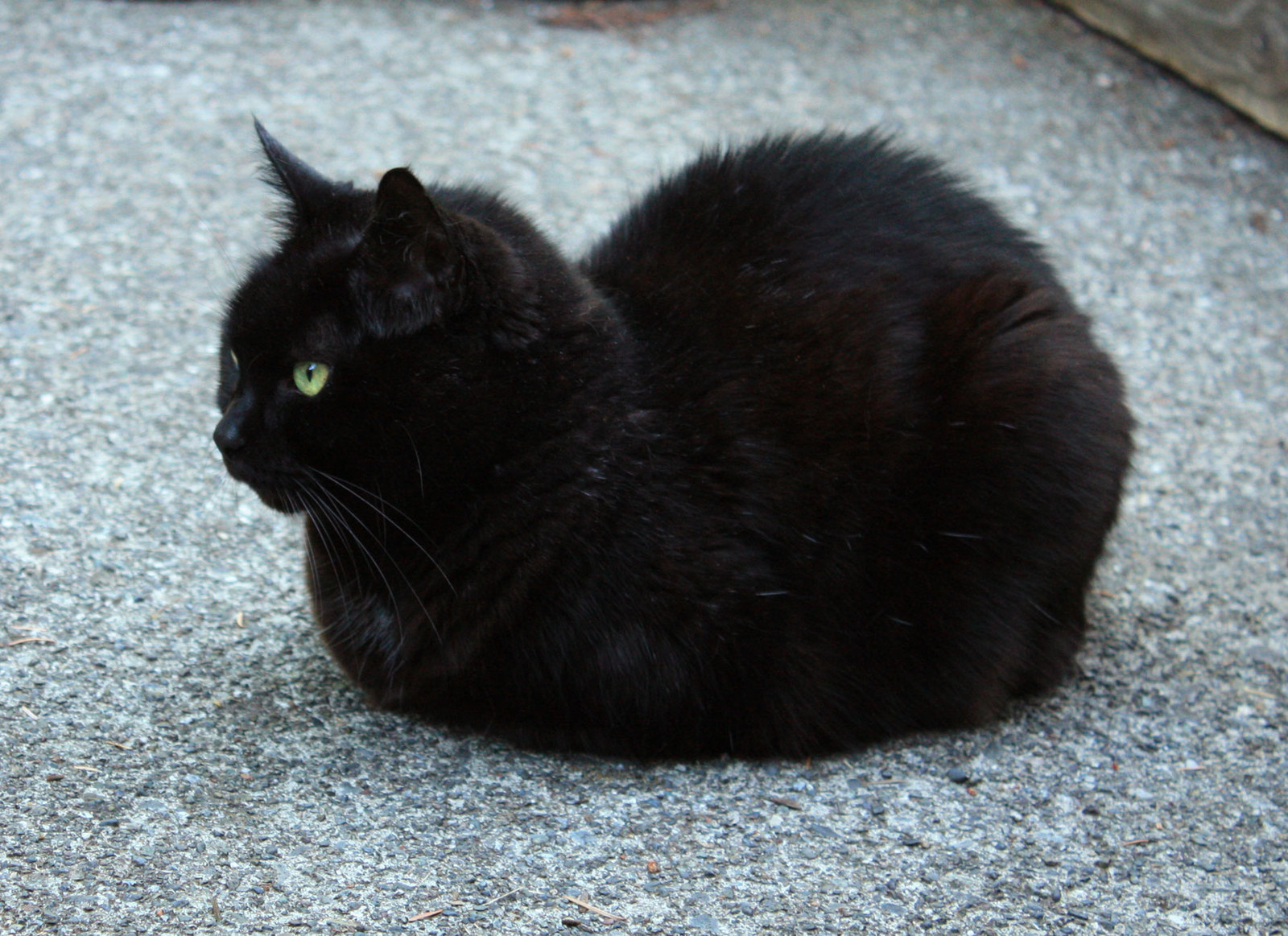 cat loaf - cat, Loaf