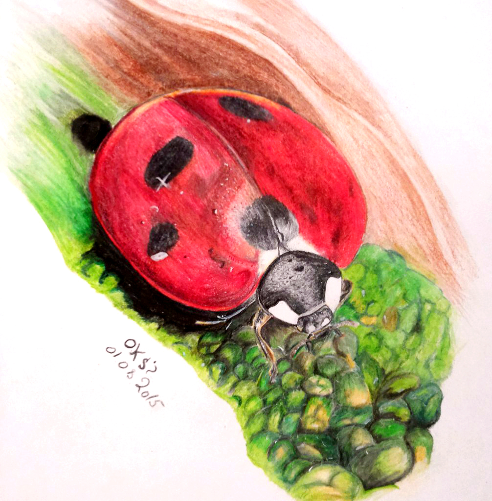 ladybug - My, ladybug, Drawing, Colour pencils, Creation, Images, Insects, Art