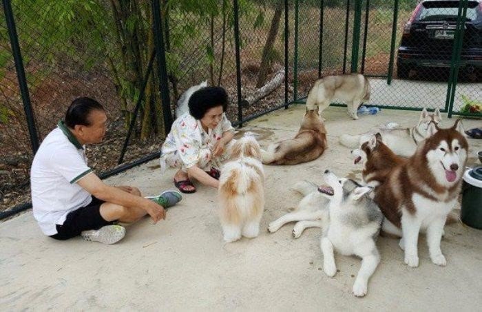 In Bangkok, there is a cafe where you can not only eat, but also play with husky. 25 dogs are always welcome guests. - Dog, Husky, Thailand, Cafe, Longpost