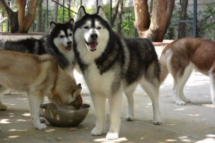 In Bangkok, there is a cafe where you can not only eat, but also play with husky. 25 dogs are always welcome guests. - Dog, Husky, Thailand, Cafe, Longpost