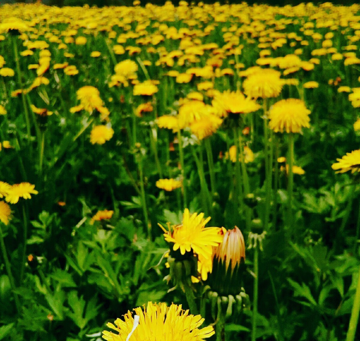 Dandelions - My, The photo, Flowers, Dandelion