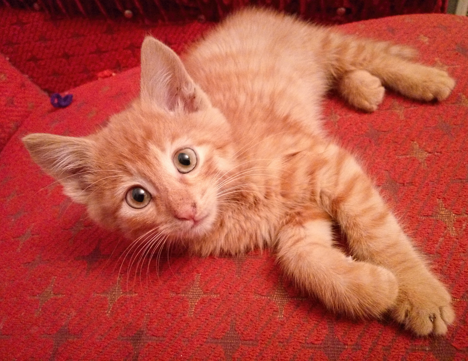 Mordakhin Stepan Murkovich - My, Mustachioed - Striped, cat