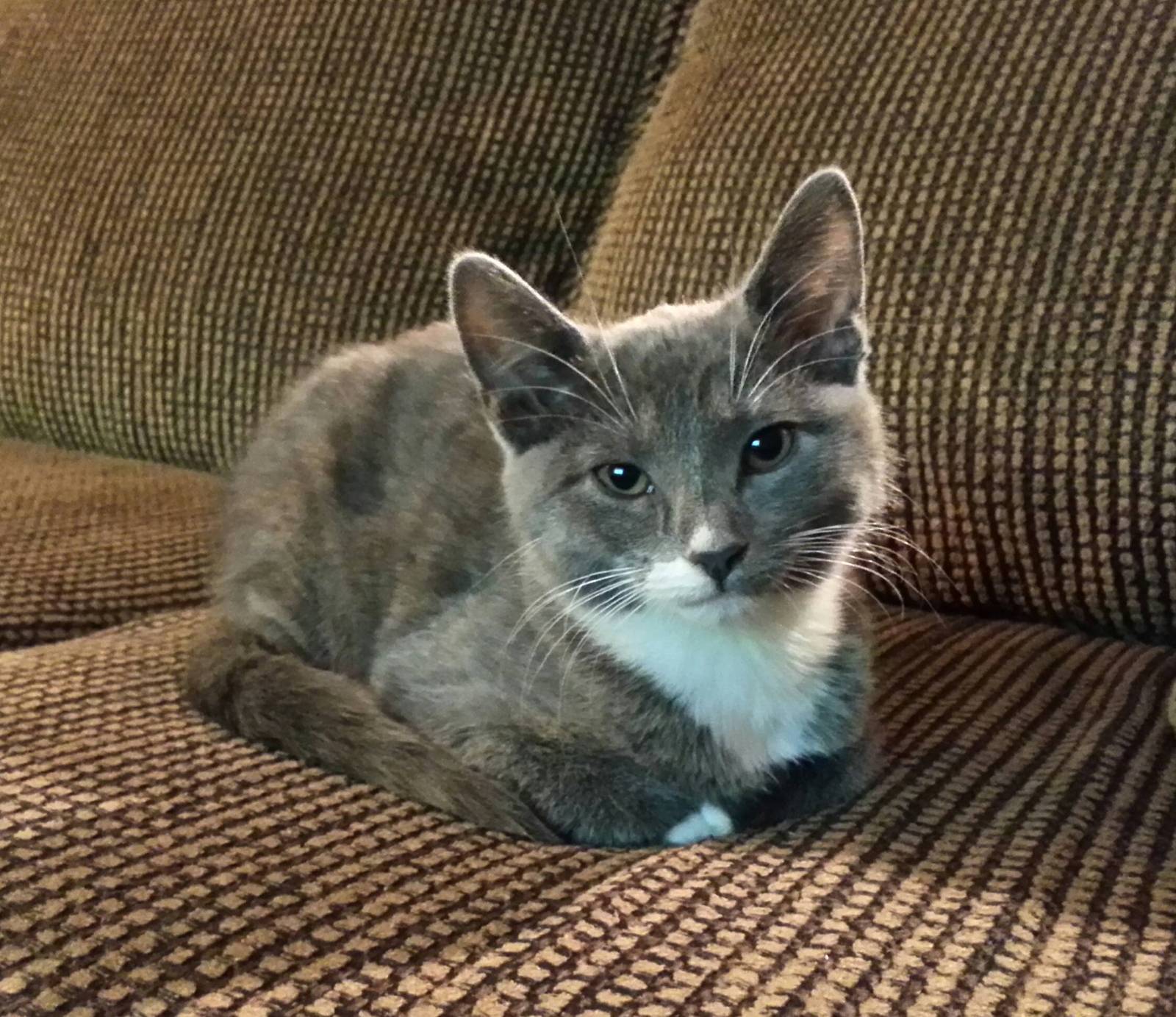 Loaf Kittens - cat, Loaf, Longpost