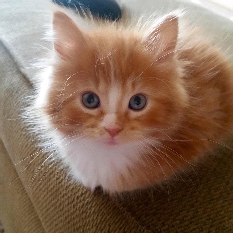 Loaf Kittens - cat, Loaf, Longpost