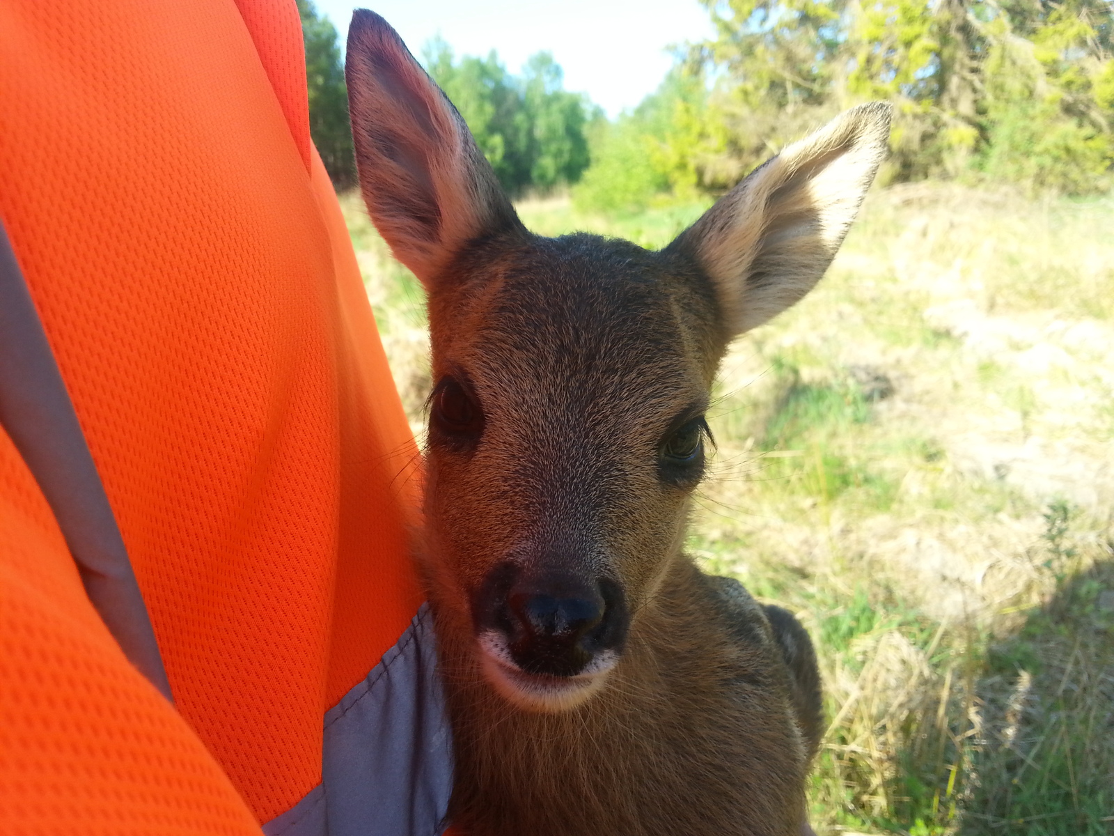 Bembi - Find, Forest, Bambi, Animals, Longpost