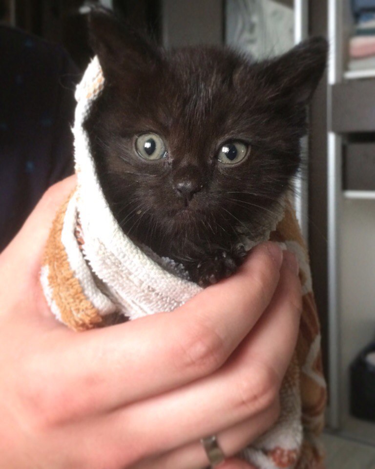 Tyumen! kitten in good hands! - My, Tyumen, Catomafia, Help, Longpost, cat, 