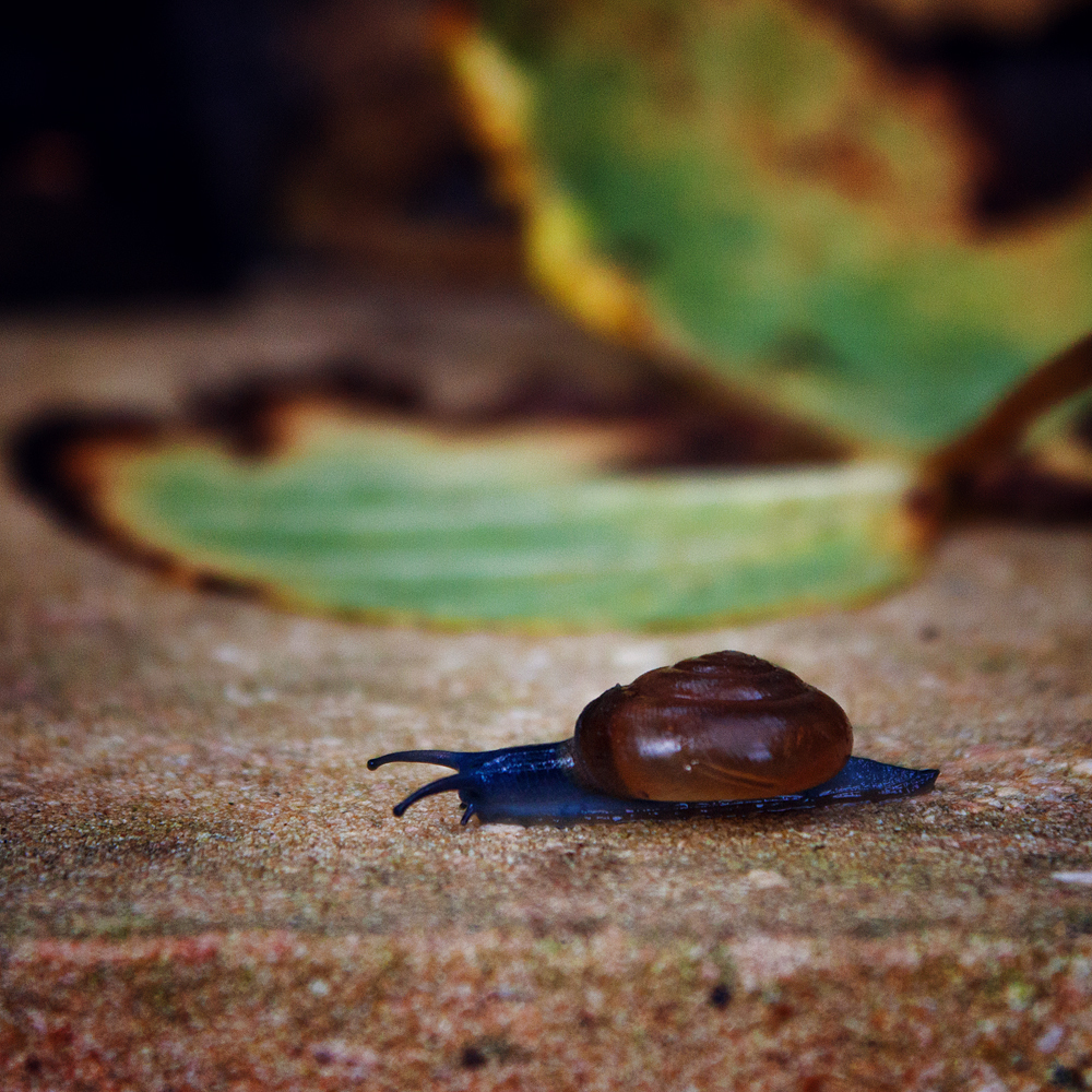 Blue snail Sergey - My, The photo, Snail, Pot-bellied trifle, Sink