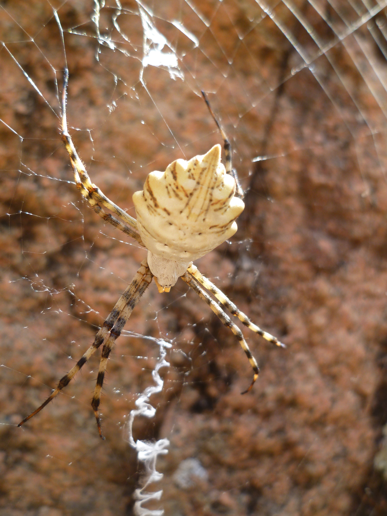 Spider - My, Spider, Web, Tajikistan, Longpost