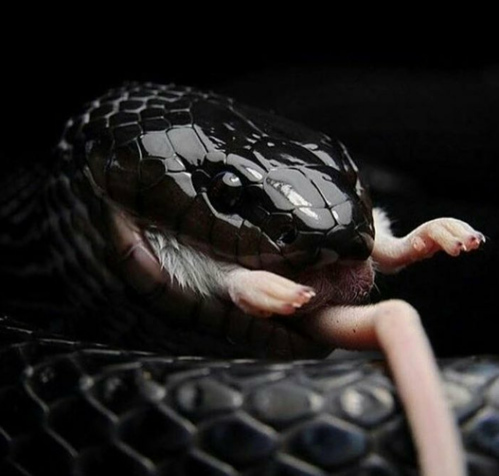 Black Death - Snake, Mouse