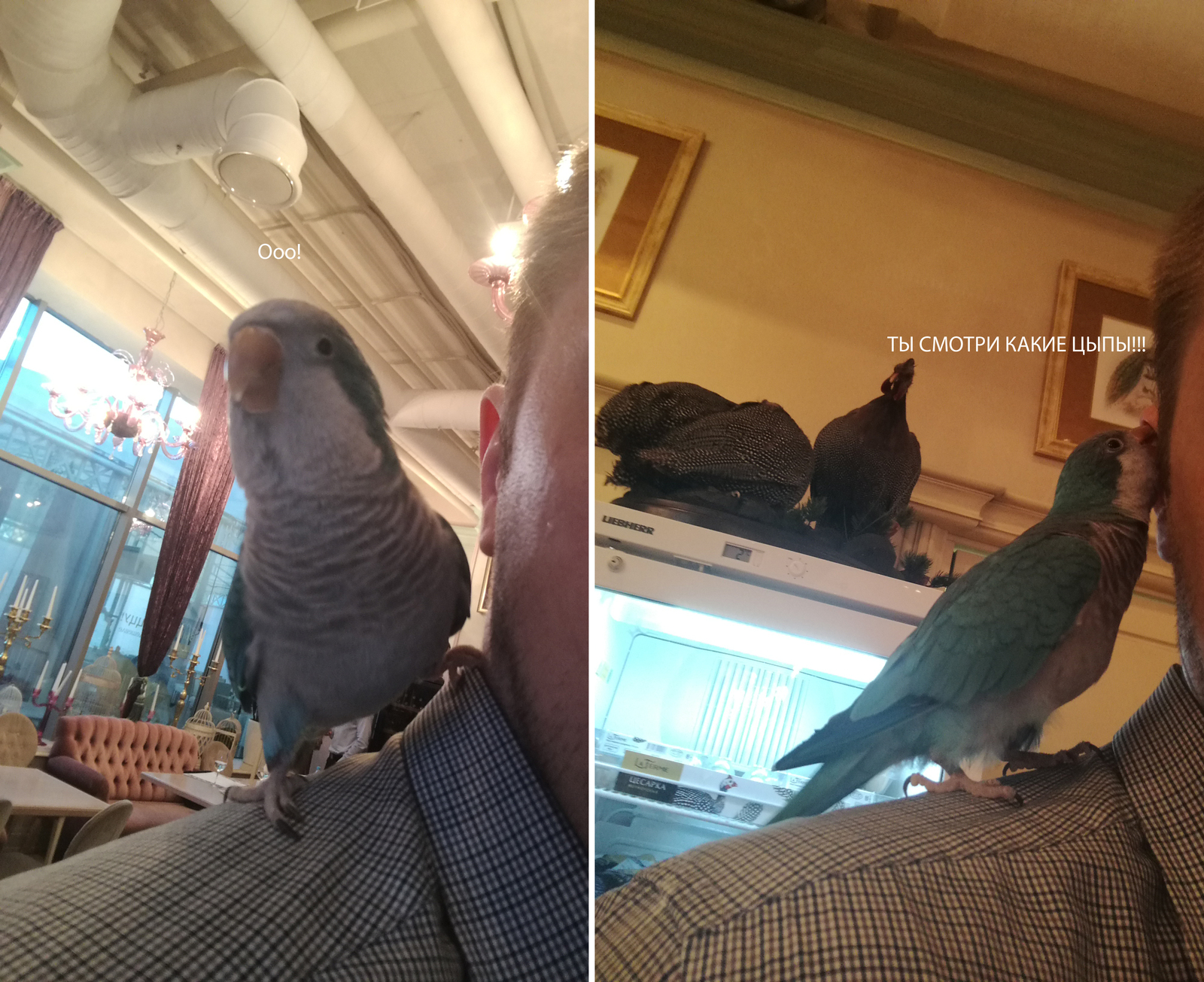 On a date with a parrot, a feathery driving (video), chicks, and strawberries with crab sticks - My, POLLY, , A parrot, Animals, Date, Friday, Behind the wheel, Video, Longpost