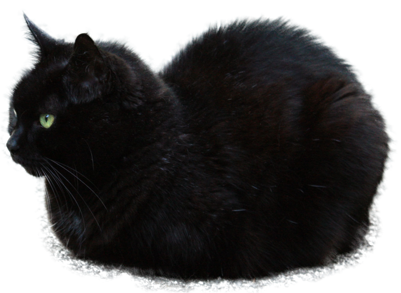 Cat Loafs and Photoshop - Loaf, cat, My, Longpost, Photoshop master