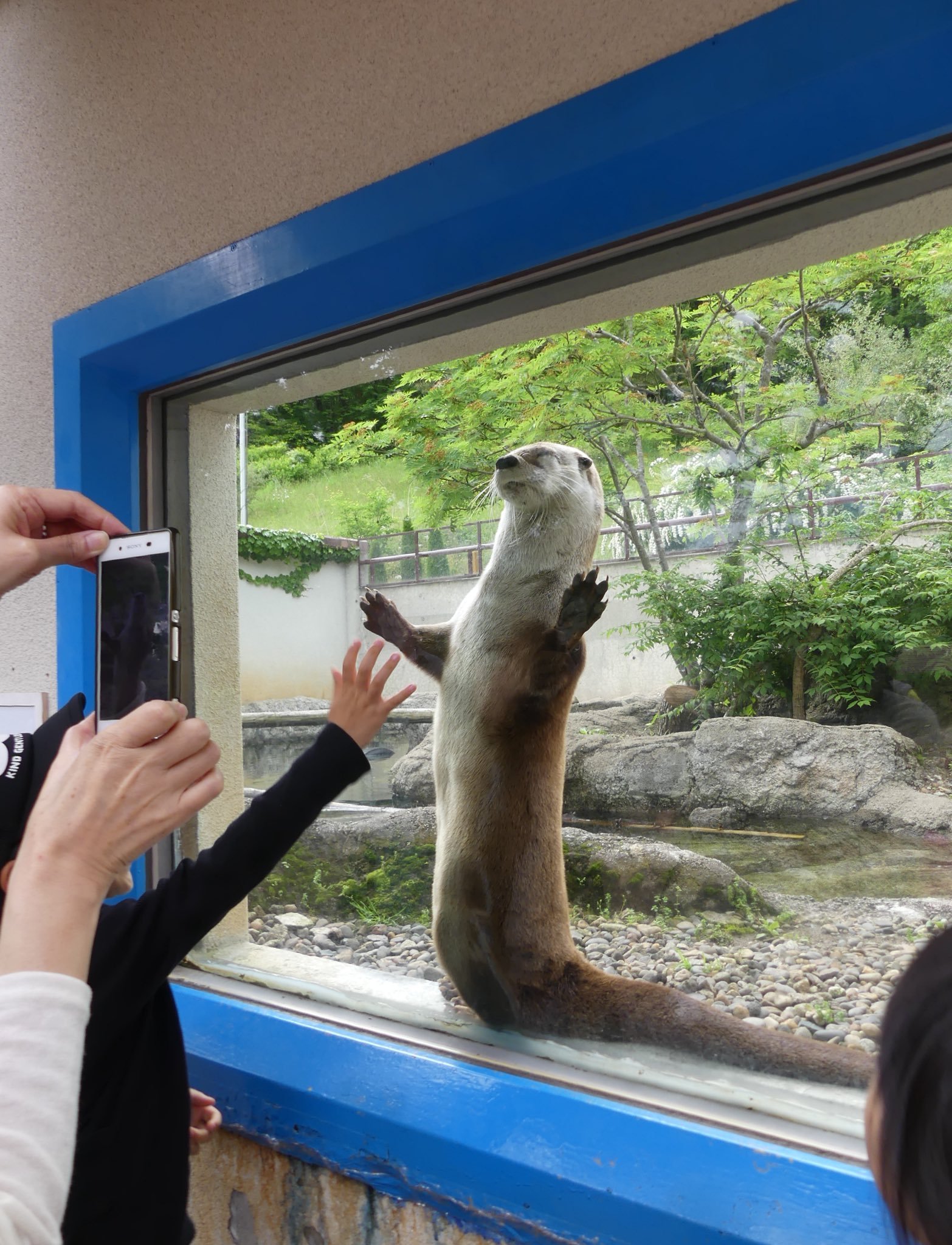 Otter Worship - Otter, Otters, Milota, Animals