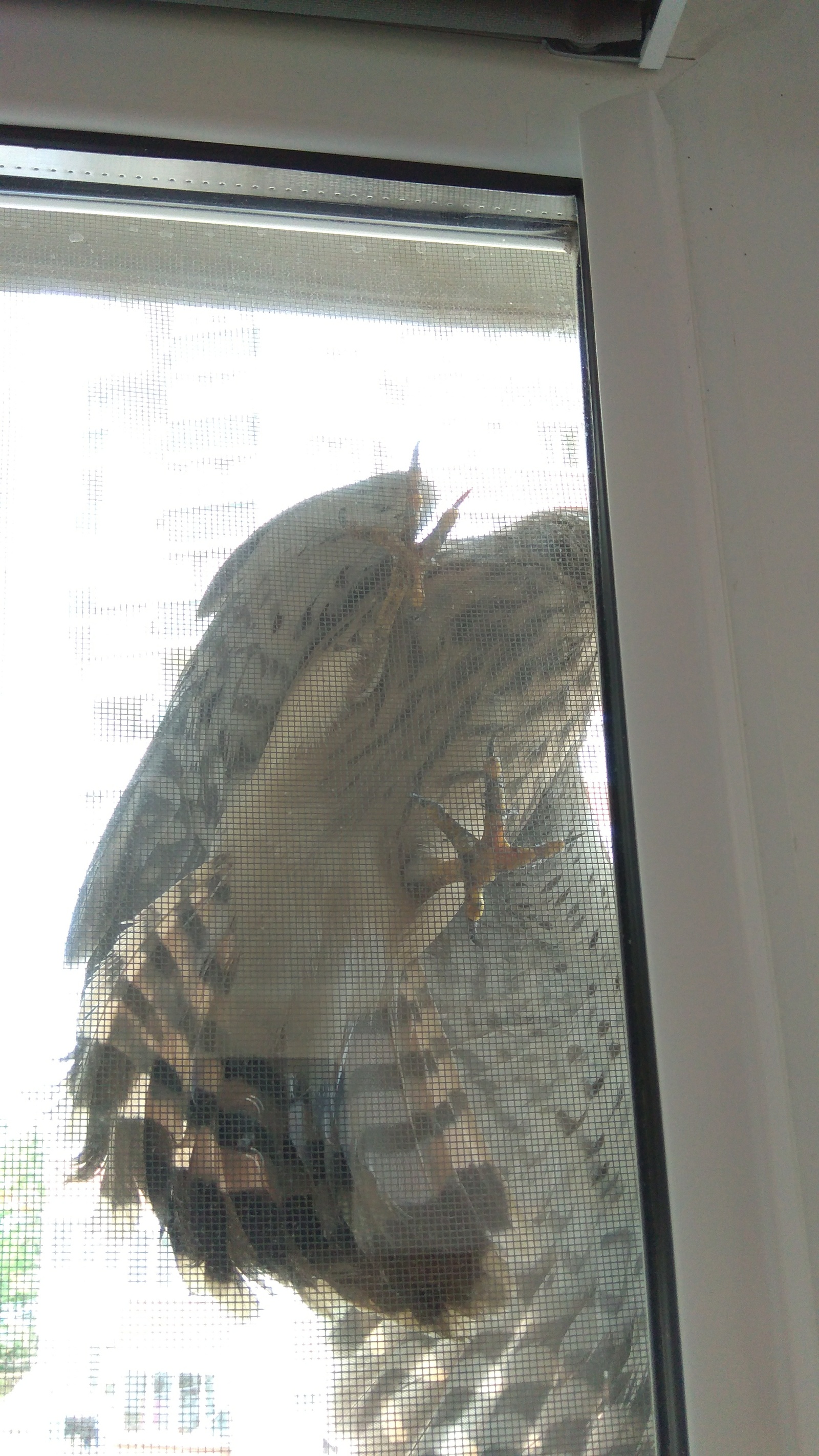 Unexpected guest. - My, Game, Falcon, Birds, Longpost, Krasnodar