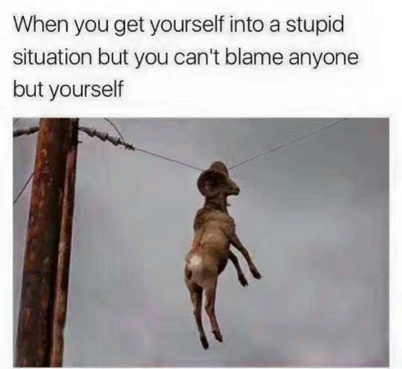 When you're in a stupid situation and you have no one to blame but yourself - Stupidity, Rams