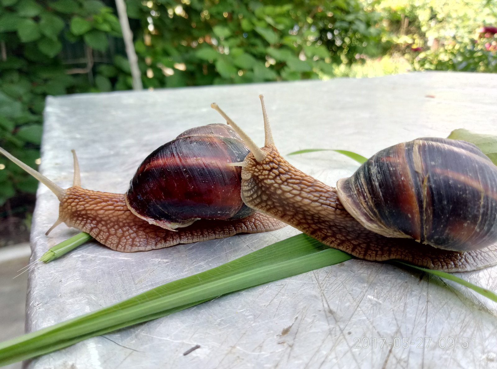 Snails - My, Snail, Garden