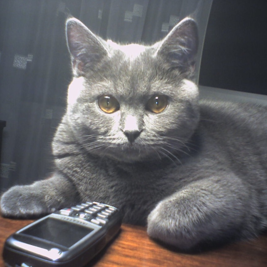 Listen carefully... - My, cat, The photo, Cat with lamp