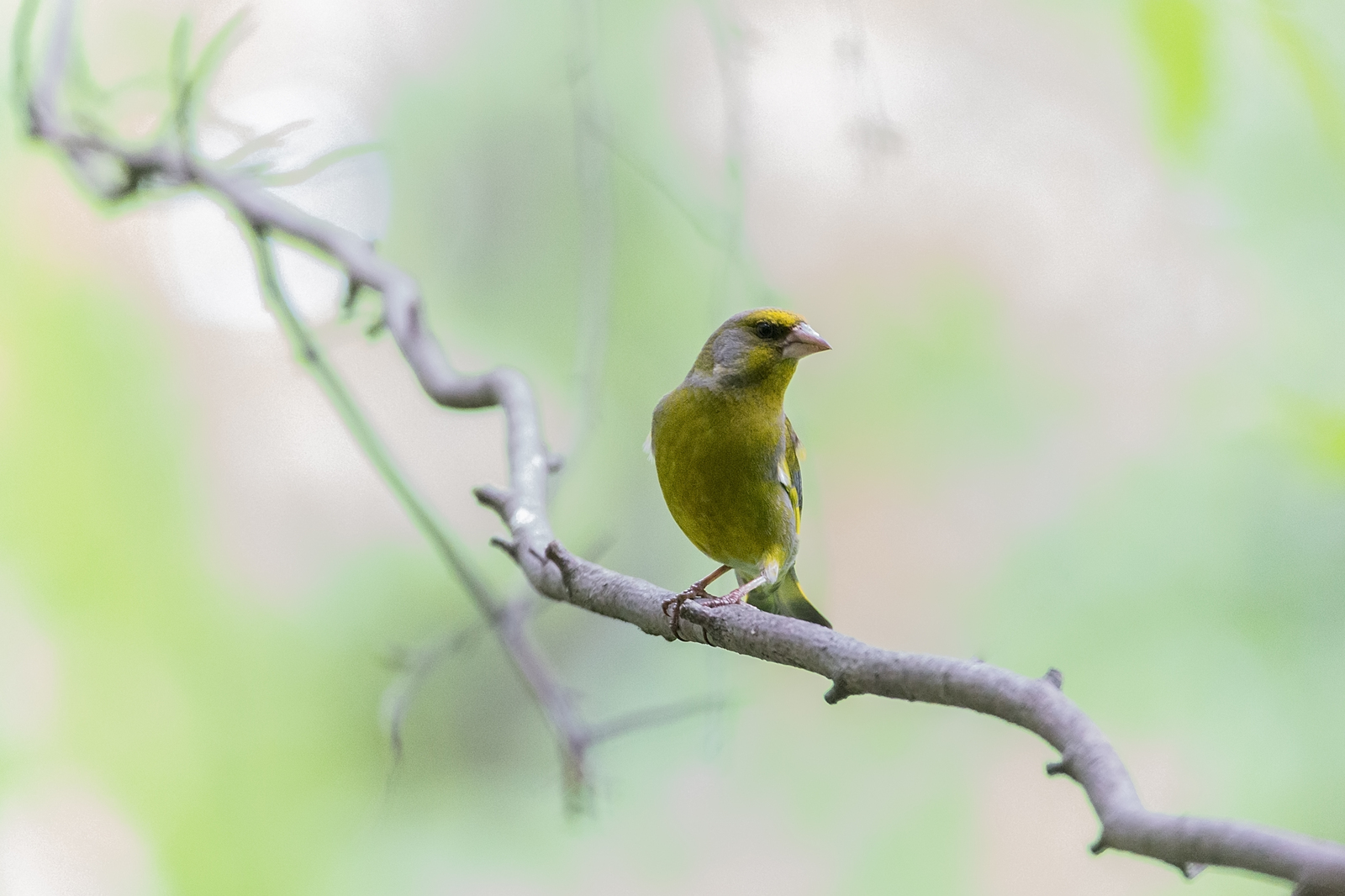 Зеленушка (Carduelis chloris) - Моё, Зеленушка, Птицы, Сокольники, Длиннопост