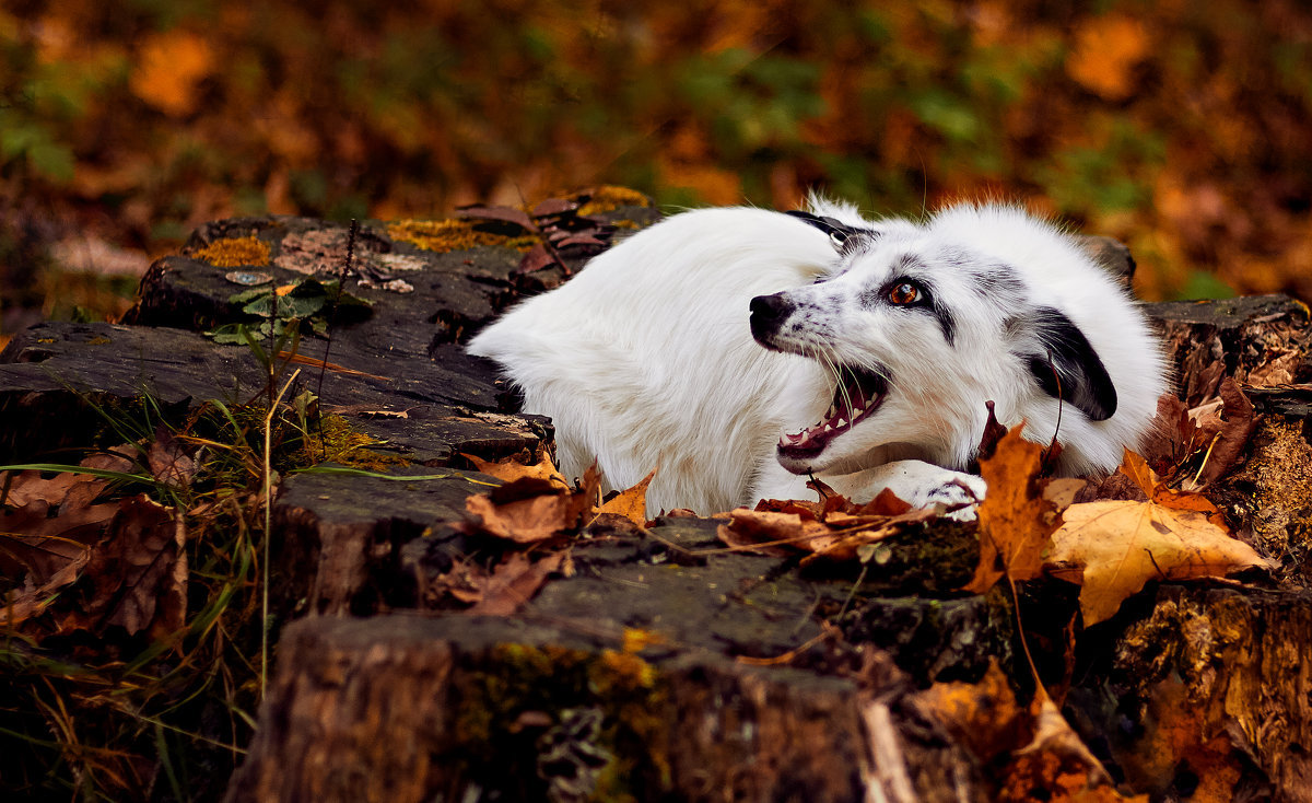 Evil Vrasya - Fox, Domestic fox, The photo, Autumn, Forest, , Fyr