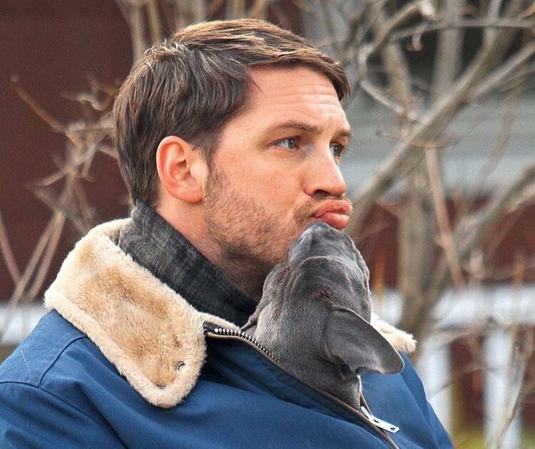 How to be brutal during a kiss - Tom Hardy, Puppies, Kiss