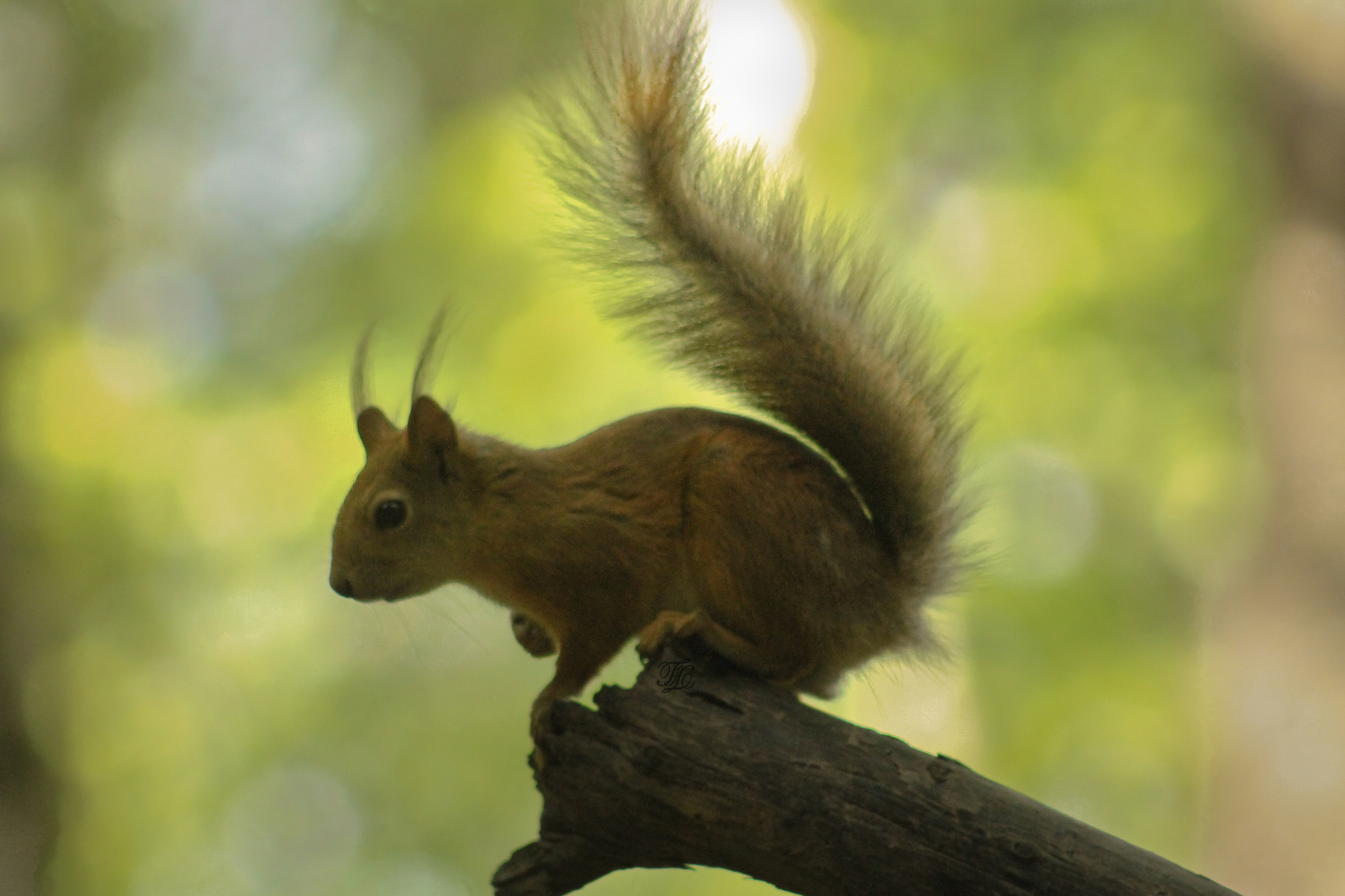 More squirrels for the protein god! - My, Squirrel, Photo hunting, Rodents, , The park, Fluffy, League of photographers, Nimble, Longpost