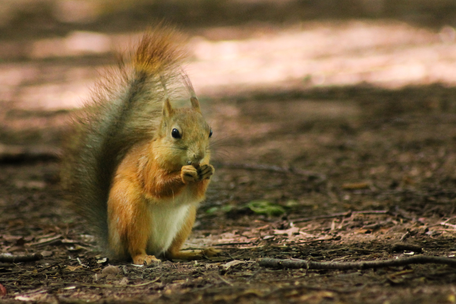 More squirrels for the protein god! - My, Squirrel, Photo hunting, Rodents, , The park, Fluffy, League of photographers, Nimble, Longpost