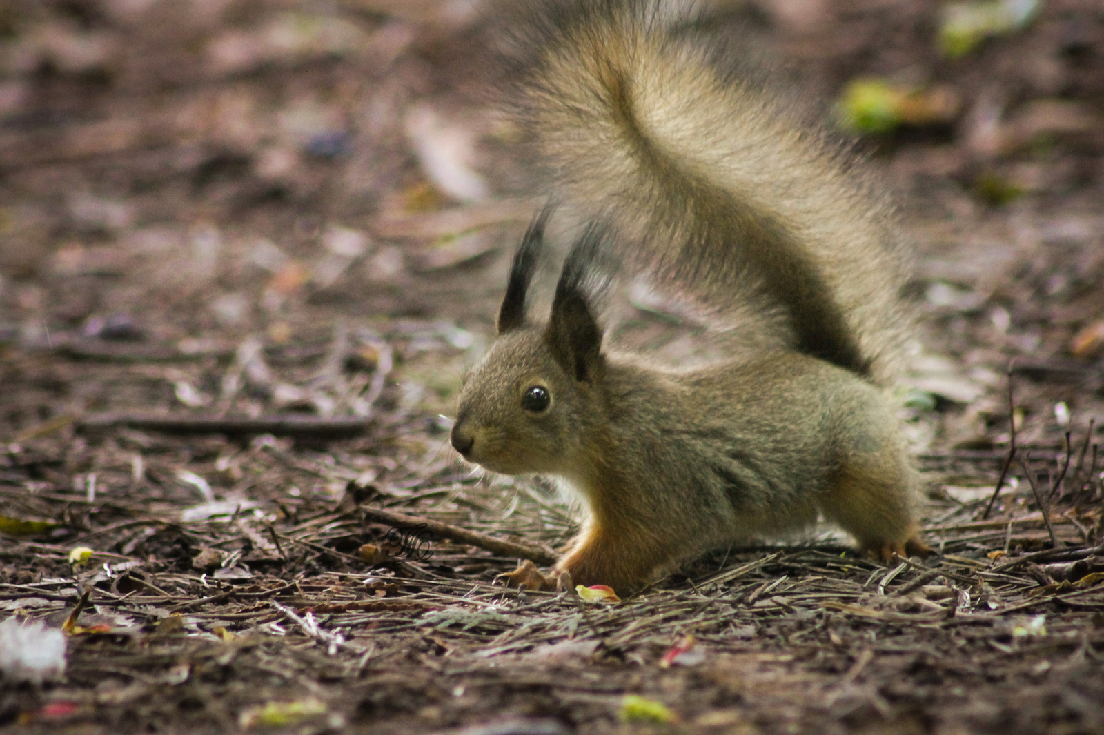 More squirrels for the protein god! - My, Squirrel, Photo hunting, Rodents, , The park, Fluffy, League of photographers, Nimble, Longpost