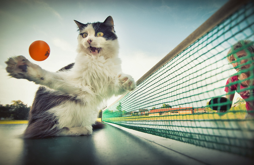 How many emotions are in this photo - cat, Table tennis