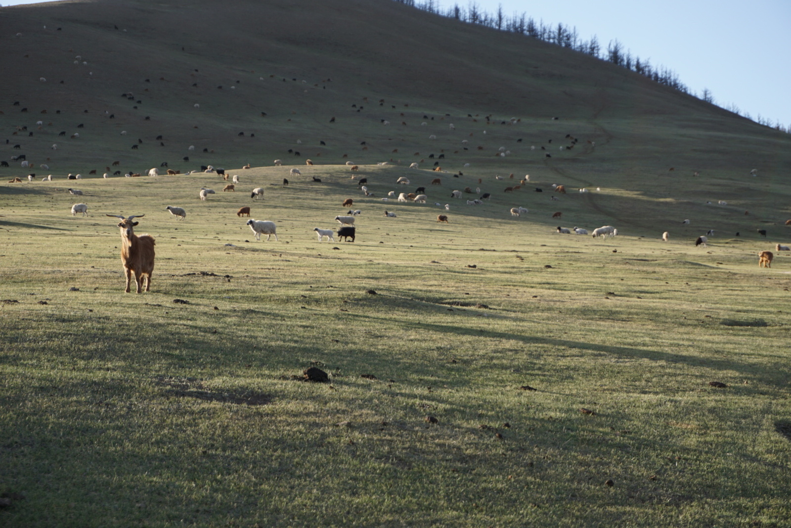 Mongolia as it is - My, Mongolia, , Mongol Shuudan, Longpost