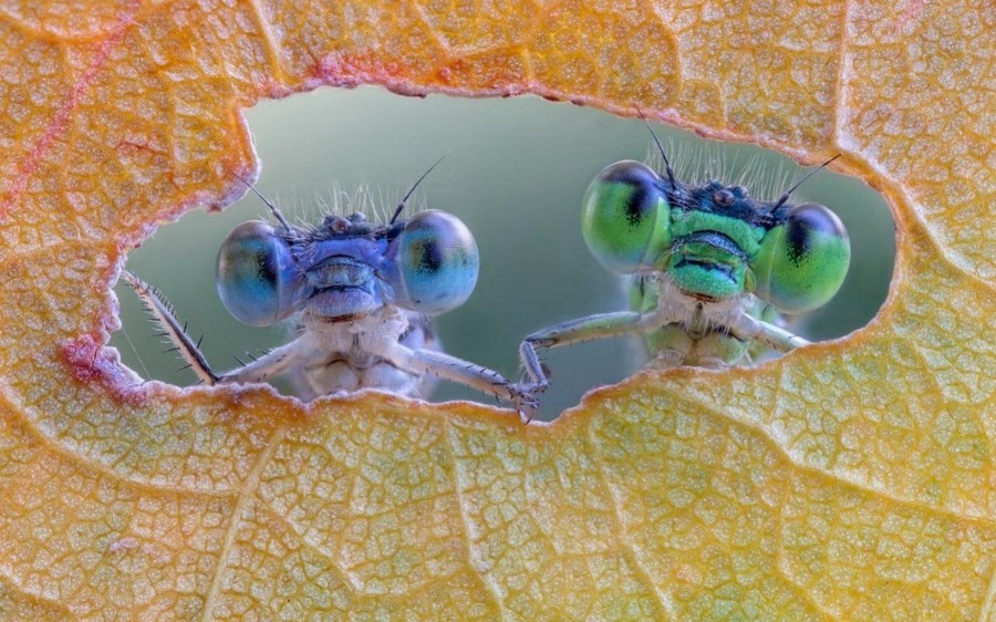 Who is there? - Insects, Dragonfly