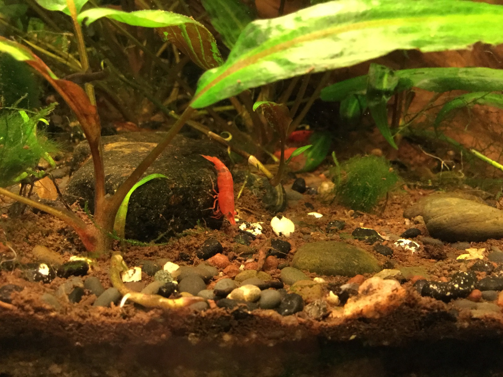 home aquarium - My, Aquarium, Pets, Longpost