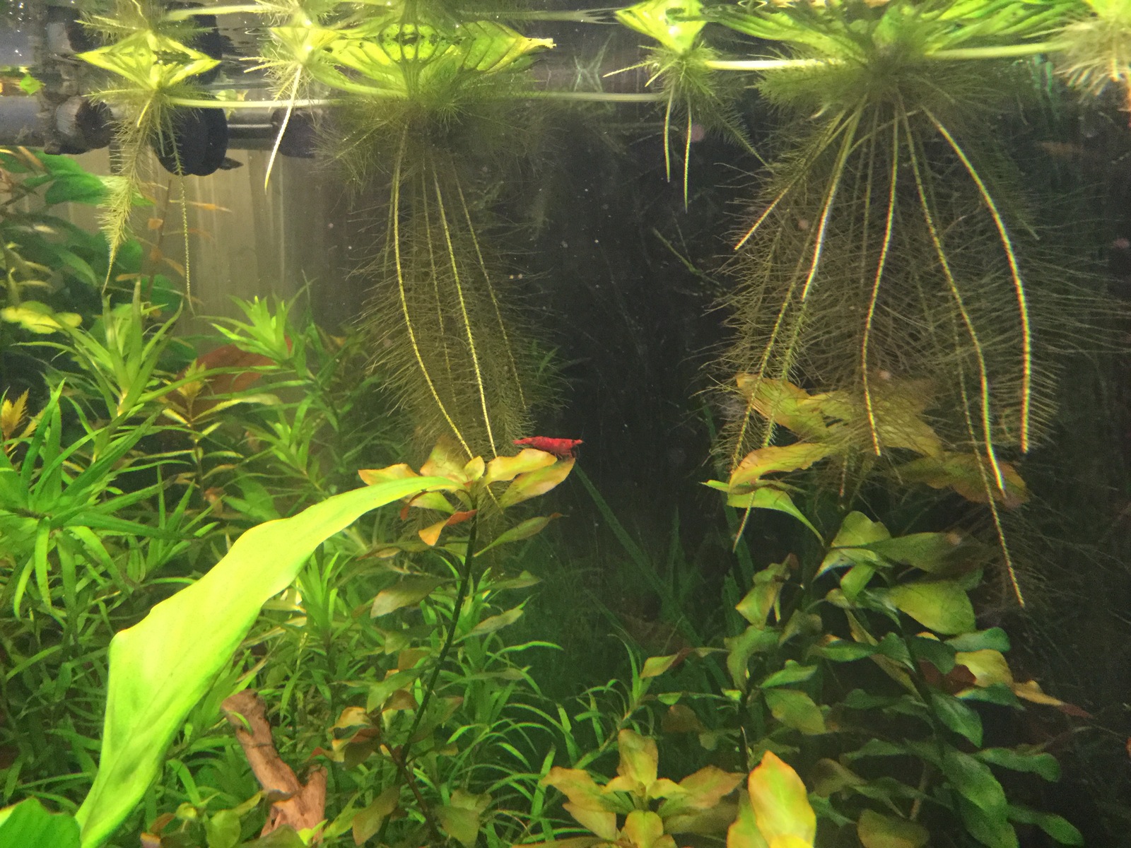 home aquarium - My, Aquarium, Pets, Longpost