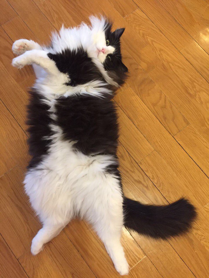 Thick, arrogant, fluffy - My, My, cat, Milota, Longpost