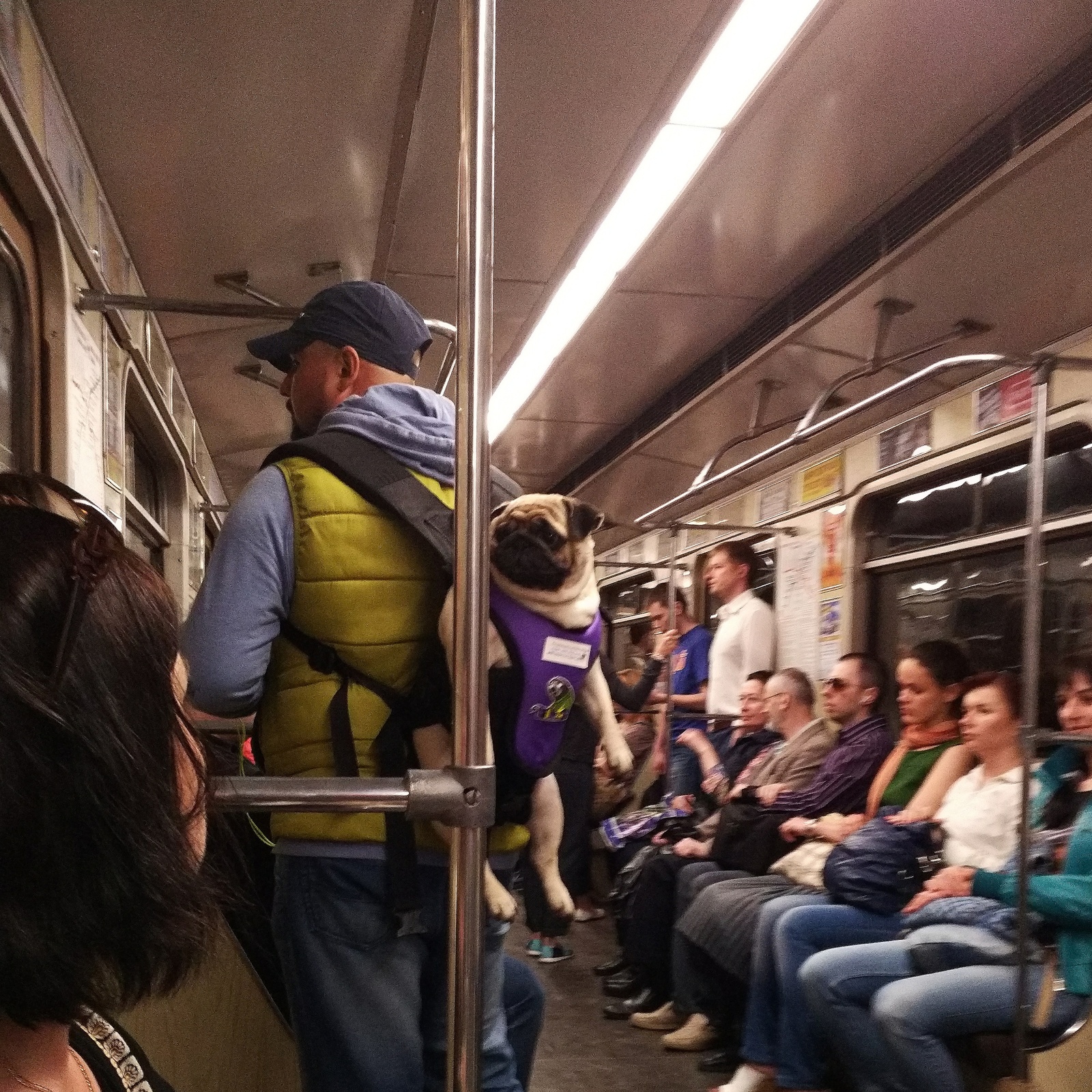 In the Minsk metro... - My, Pug, Metro, Minsk, Suddenly