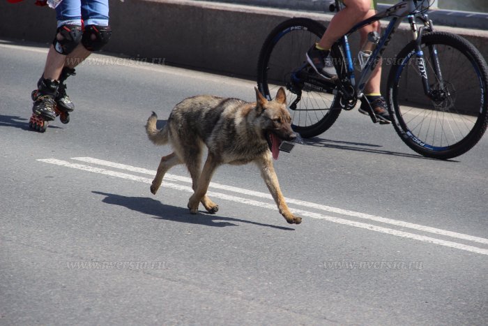 Dog operator at the Saratov bike parade - Saratov, Bike parade, Dog, Operator, Video