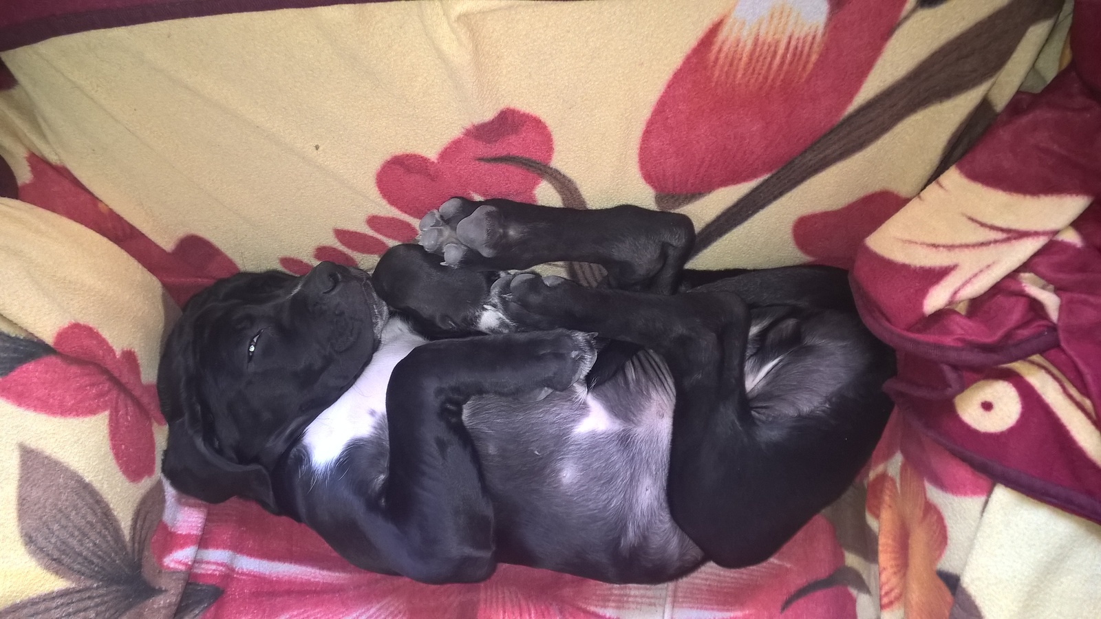 This is how we sleep - Puppies, , Dog