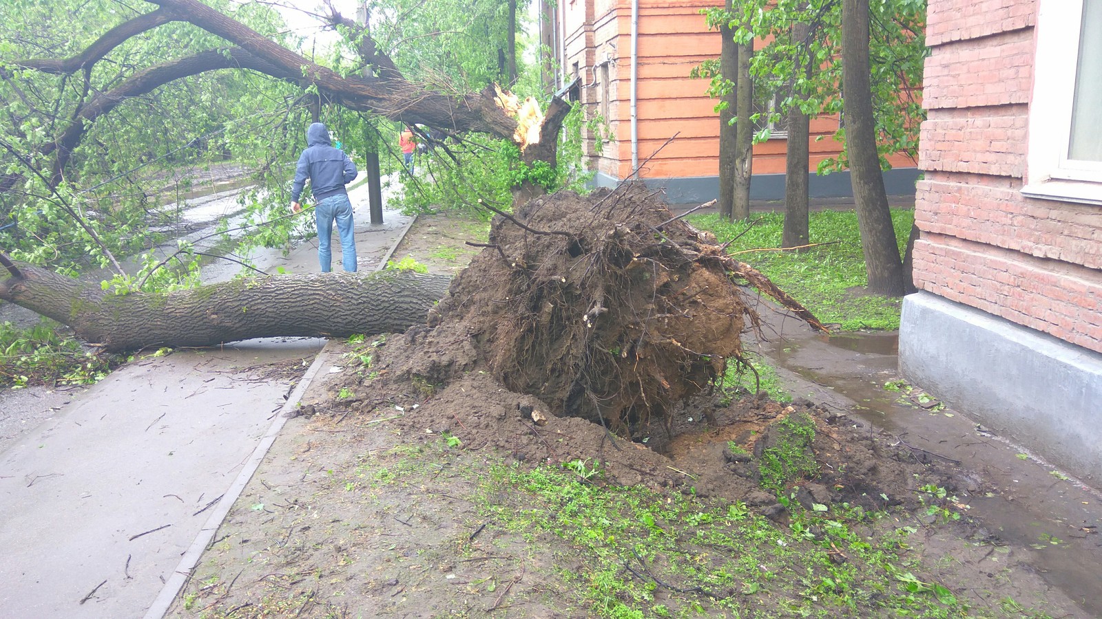 Тем временем в Москве..(Рябиновая улица,недалеко от Вест Плаза и Выхино). - Моё, Штормовое предупреждение, Дерево, Длиннопост