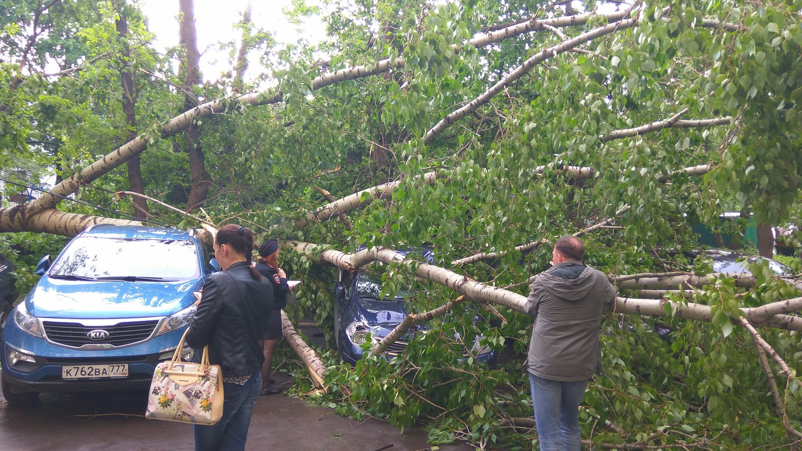 Тем временем в Москве..(Рябиновая улица,недалеко от Вест Плаза и Выхино). - Моё, Штормовое предупреждение, Дерево, Длиннопост